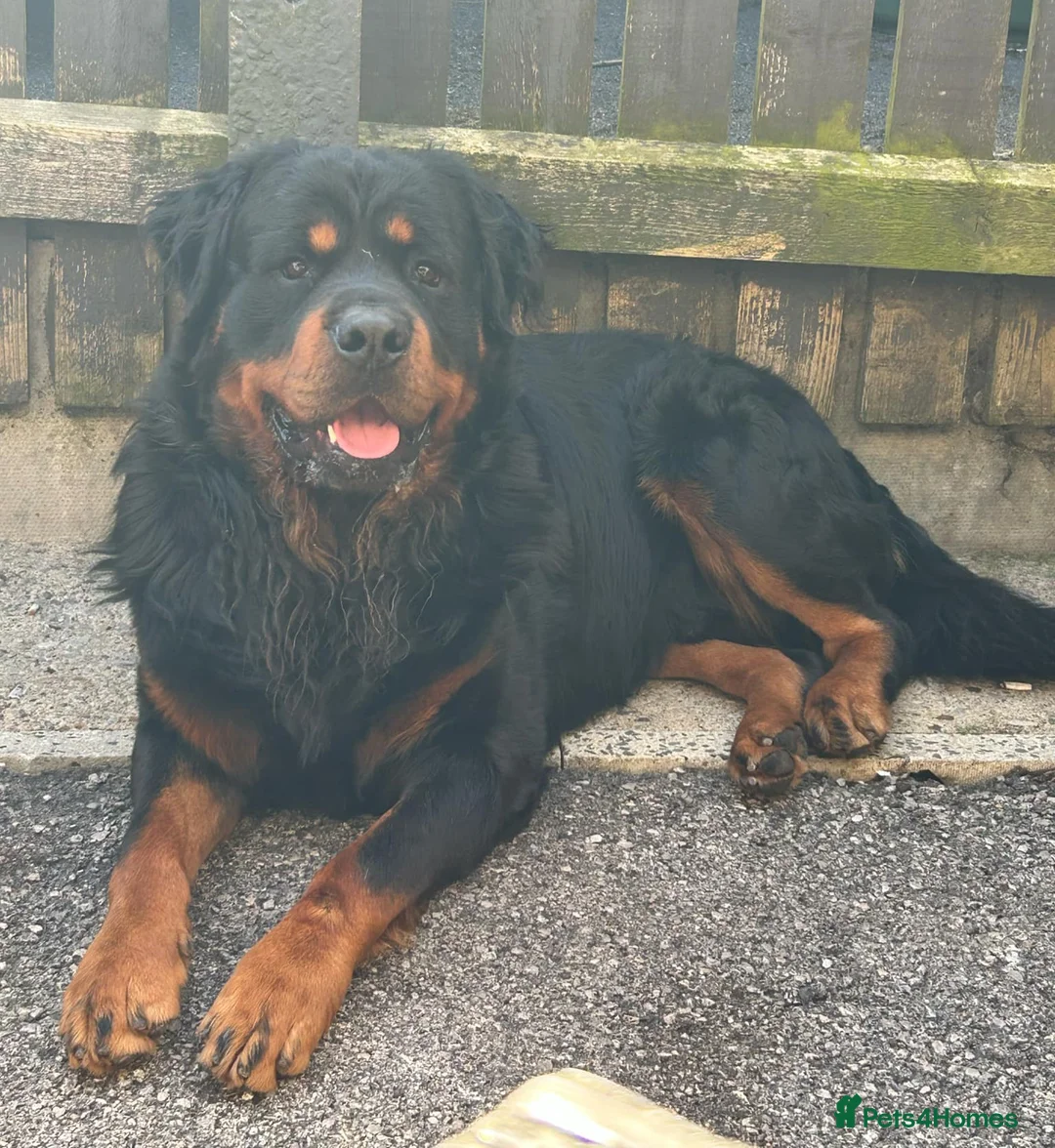 Rottweiler dogs for stud: Rottweiler at stud ( long haired )  - Advert 19