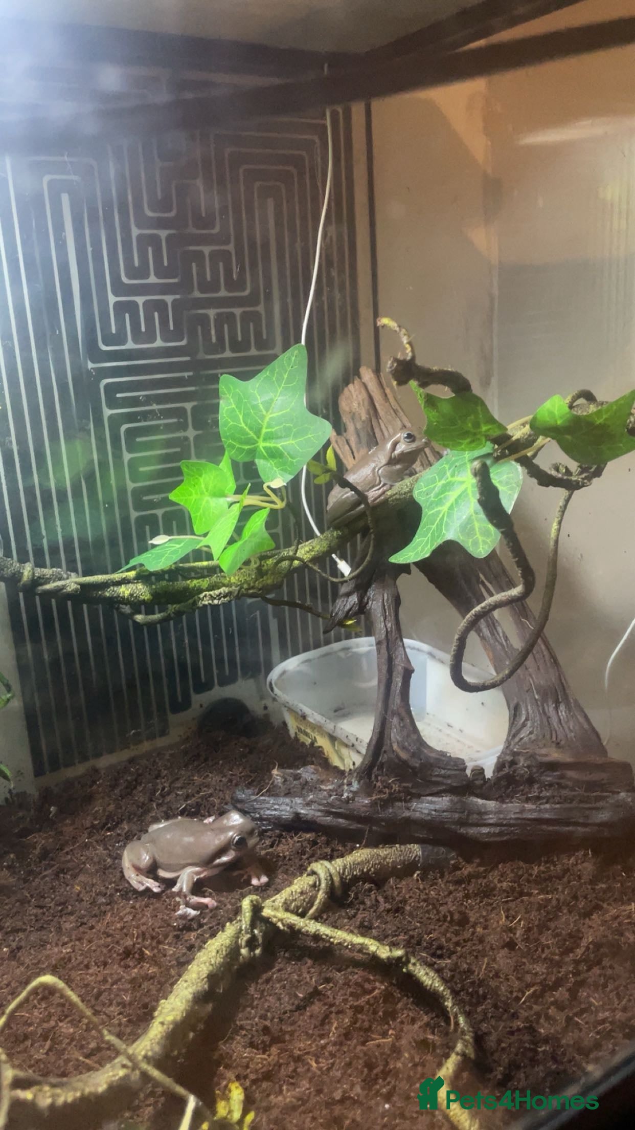 Frog reptiles  breeding pair of tree frogs with biv - Advert 6