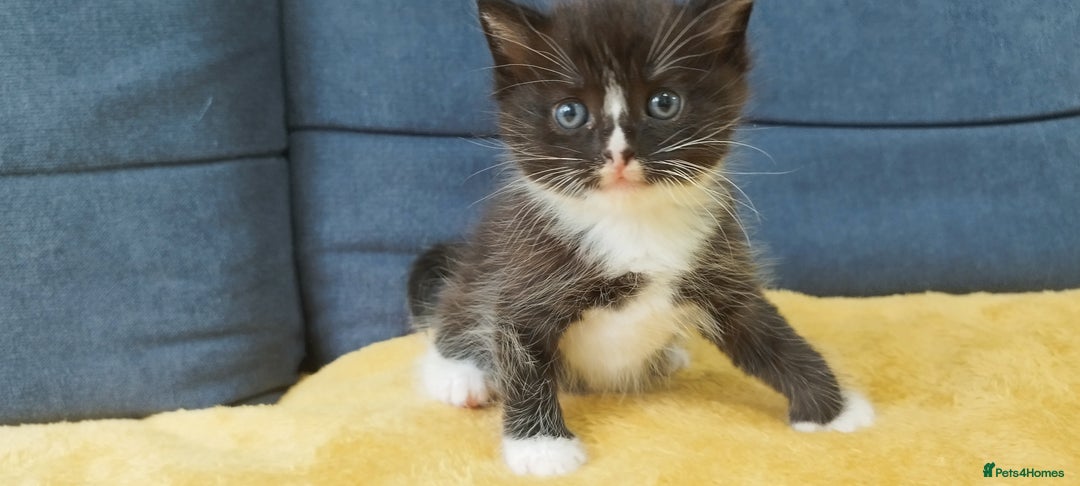 Ragdoll cats for sale: Half Ragdoll -one black boy - Image 24