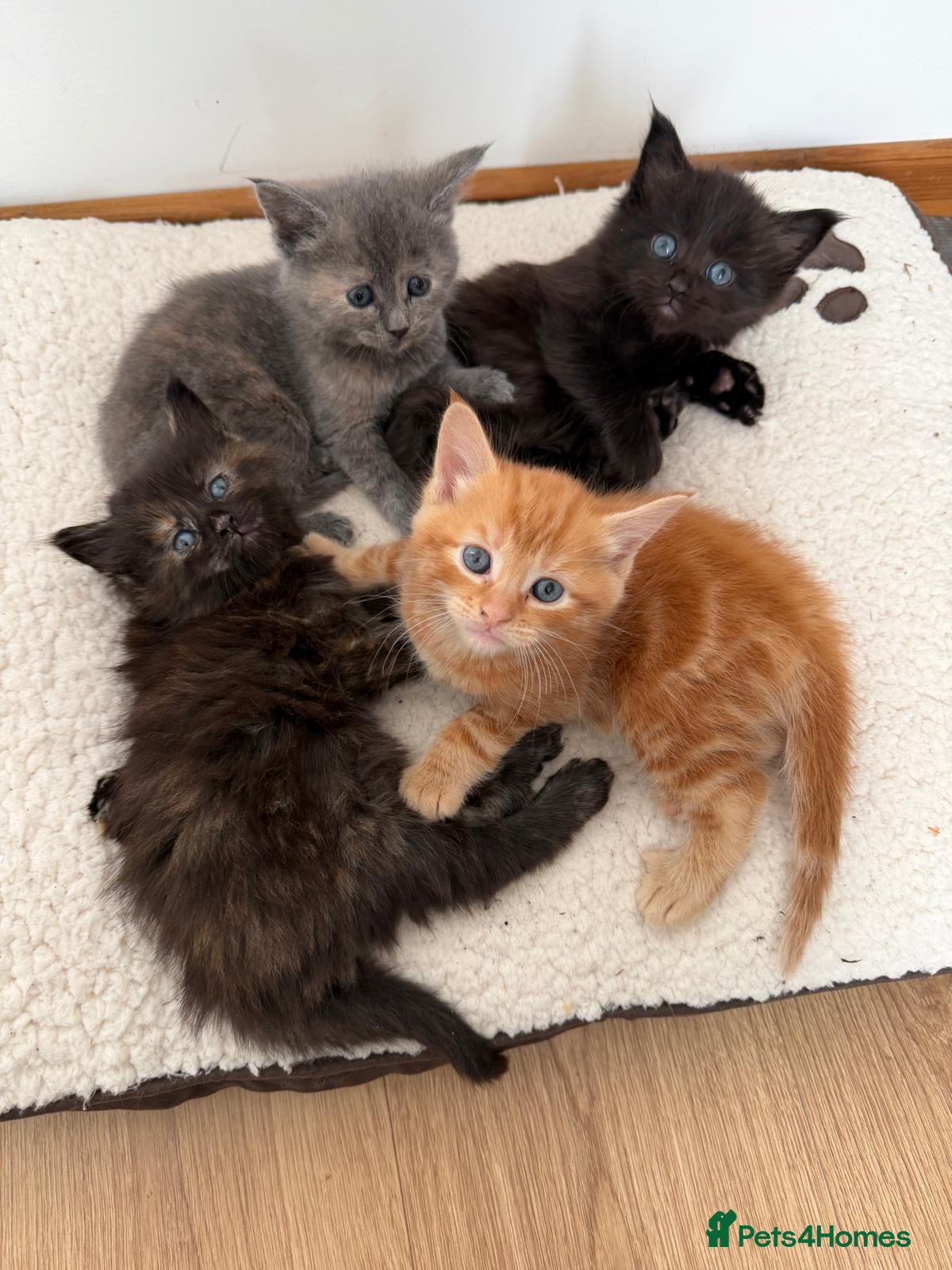 Mixed Breed cats Four Adorable Kittens Looking for Forever Homes - Advert 14