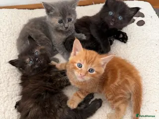 Mixed Breed cats Four Adorable Kittens Looking for Forever Homes - Advert 14