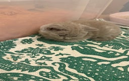 British Shorthair cats for sale: Price reduced Reg gccf Liliac BSH two female  - Image 27