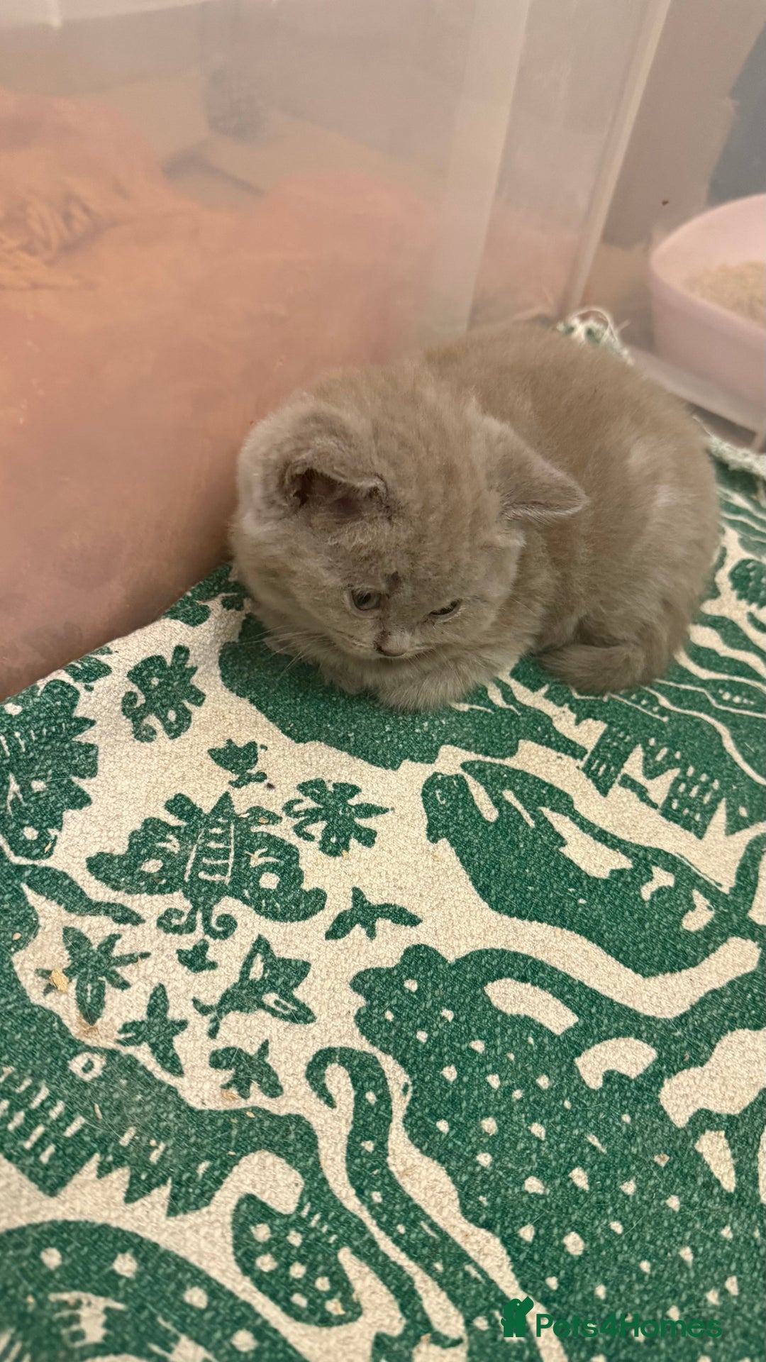 British Shorthair cats for sale: Price reduced Reg gccf Liliac BSH two female  - Image 27