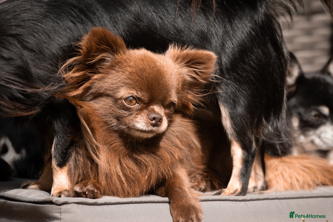 Chihuahua dogs for stud: ❤️ KC REG EXTENSIVELY HEALTH TESTED STUD ❤️ in London - Advert 22