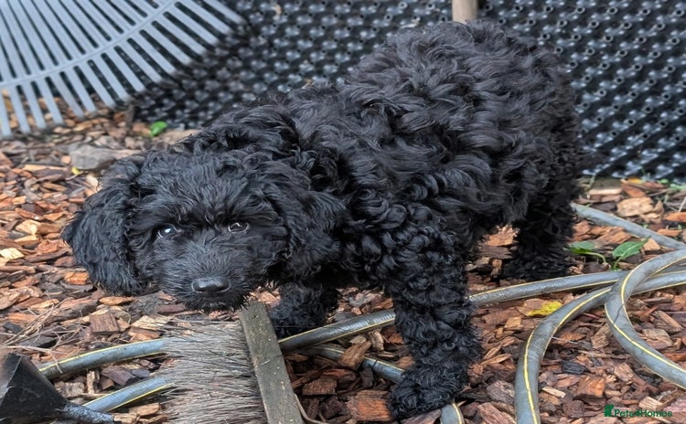 Australian Labradoodle dogs Ready Now F1B Miniature Australian Labradoodles - Advert 4