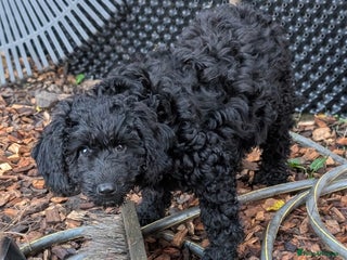 Australian Labradoodle dogs Ready Now F1B Miniature Australian Labradoodles - Advert 10