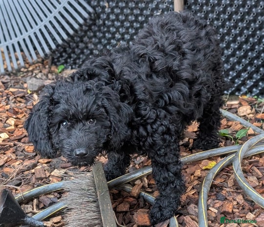 Australian Labradoodle dogs Ready Now F1B Miniature Australian Labradoodles - Advert 14