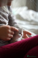 Scottish Fold cats - Advert 5