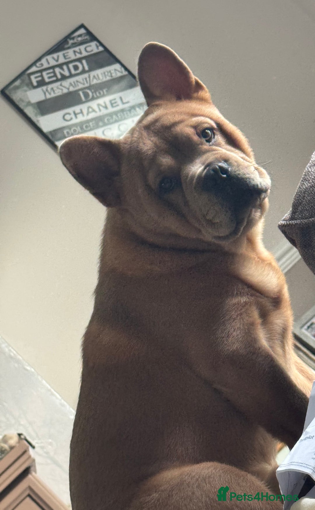 French Bulldog dogs for stud: STUNNING FRENCHIE X CHOW CHOW STUD 🐾🐶💙 - Image 3