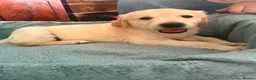 Golden Retriever dogs for sale: KC Registered Golden Retriever puppies - Advert 3
