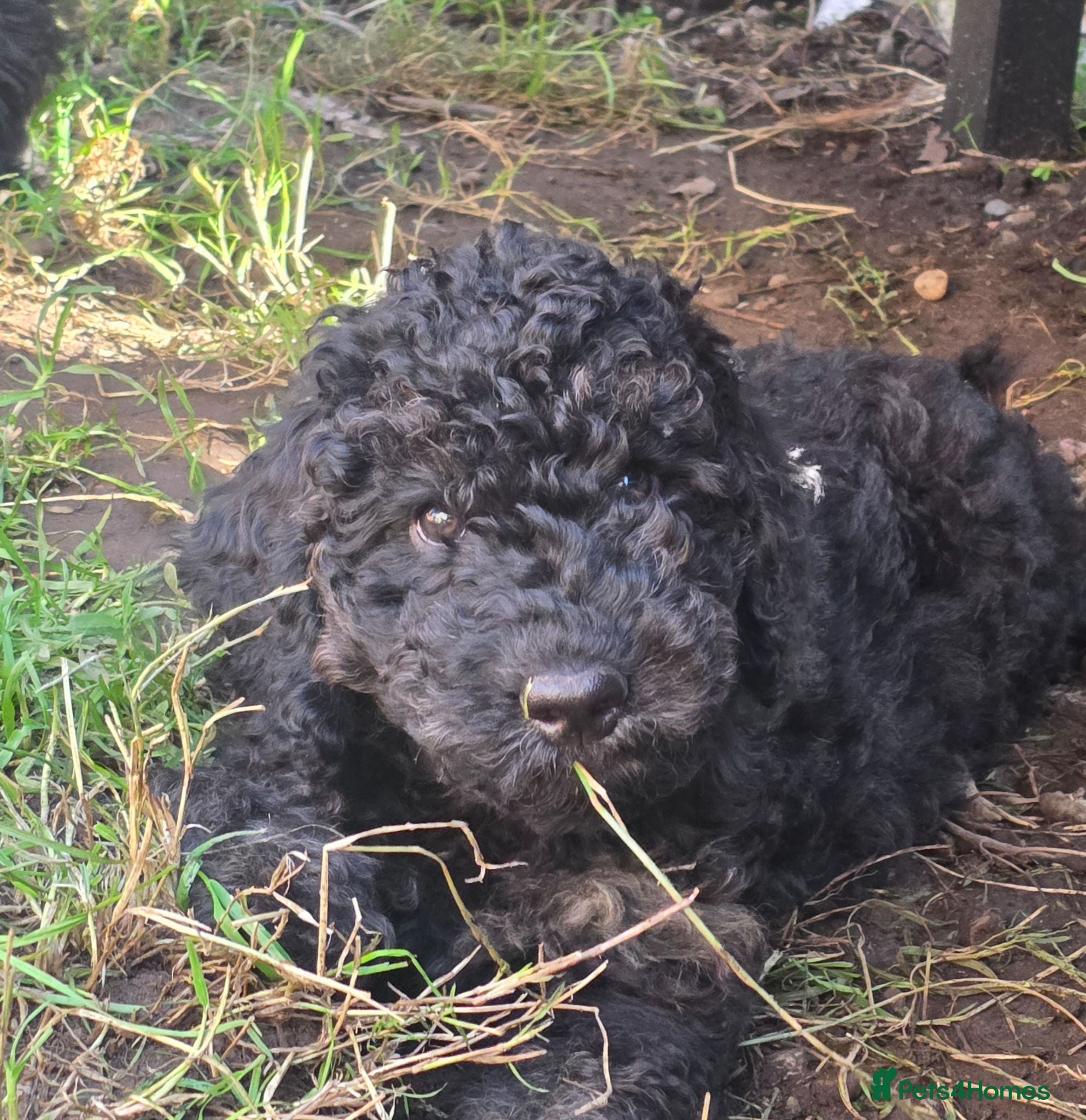 Cockapoo dogs Health Tested F1b Cockapoo Puppies - Advert 2