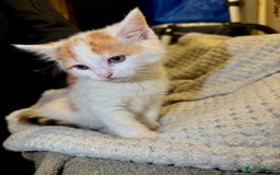 Domestic Shorthair cats for sale: Real life Garfield🤩 - Image 6