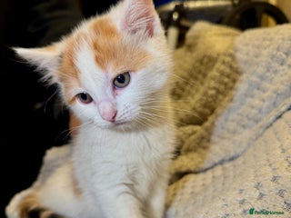 Domestic Shorthair cats - Advert 5