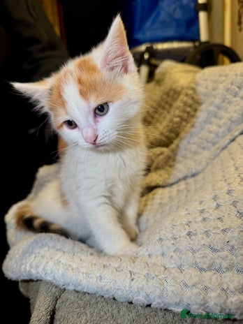 Domestic Shorthair cats - Advert 1