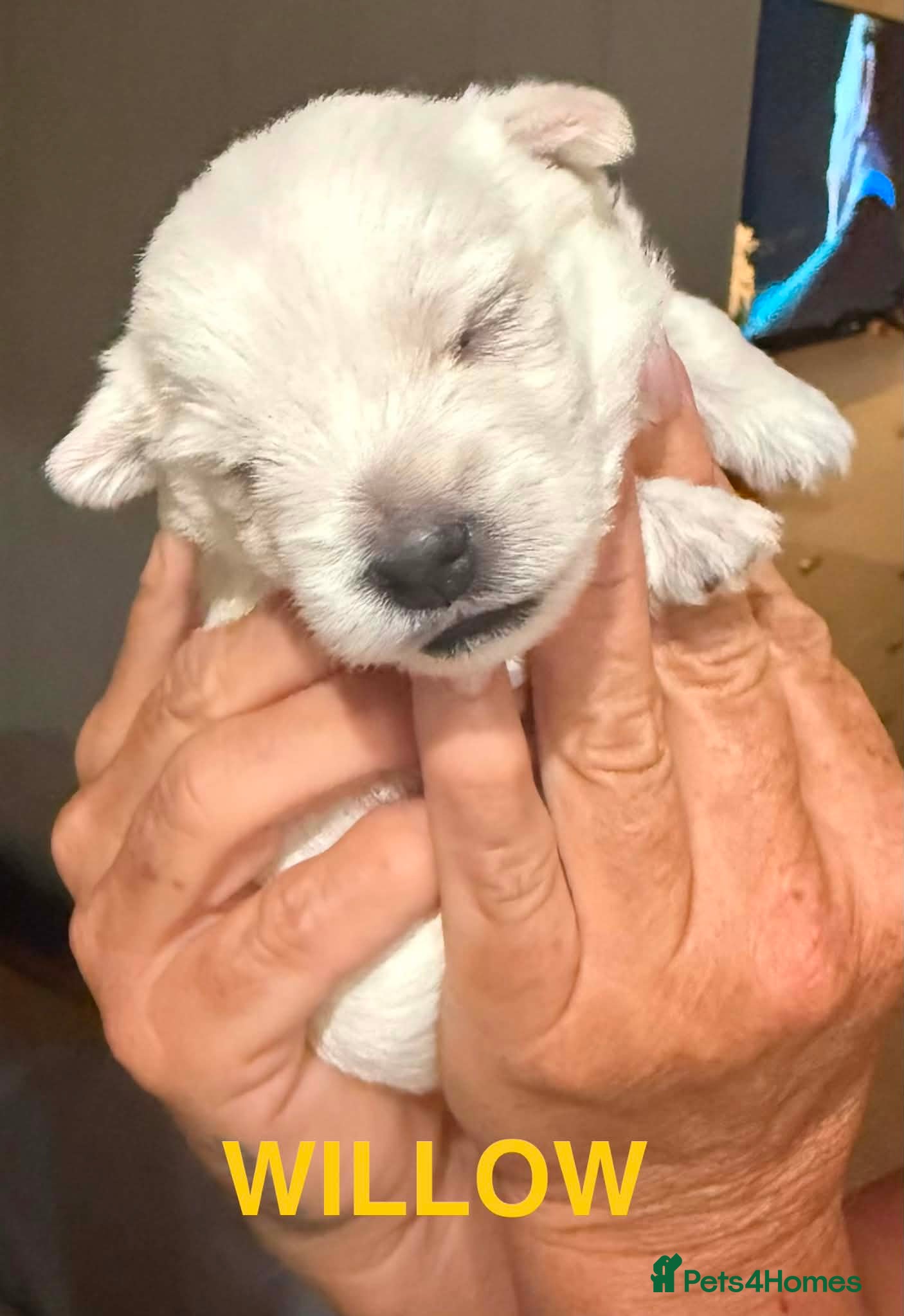 West Highland Terrier Puppy 4
