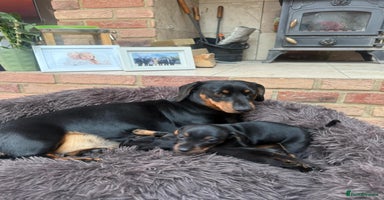 Dachshund dogs - Advert 12