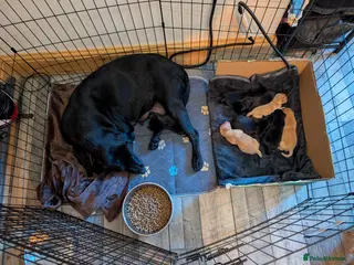 Mixed Breed dogs Beautiful Labrador x Chow Chow puppies - Advert 1