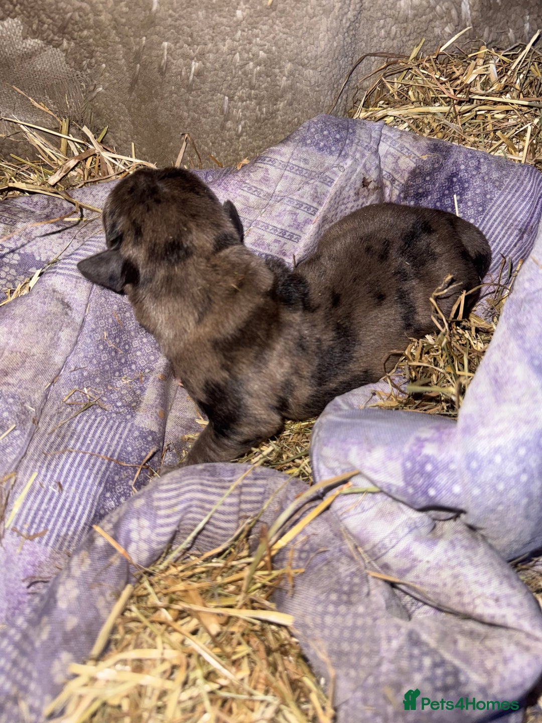 Cane Corso dogs for sale: Cane corso puppy’s. - Image 9