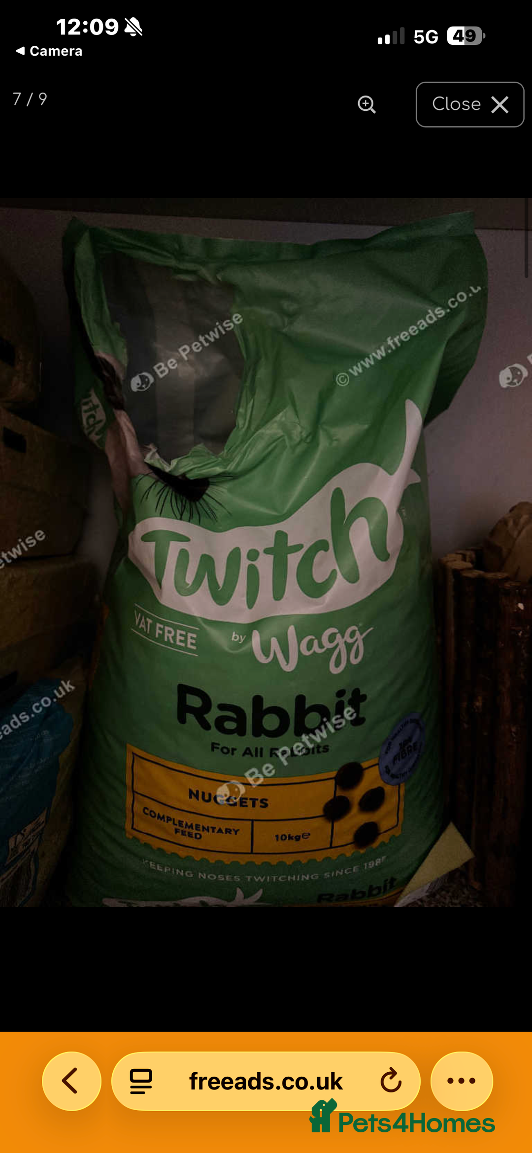 Silver Fox rabbits for sale: 2 bonded females  in Willenhall - Advert 3