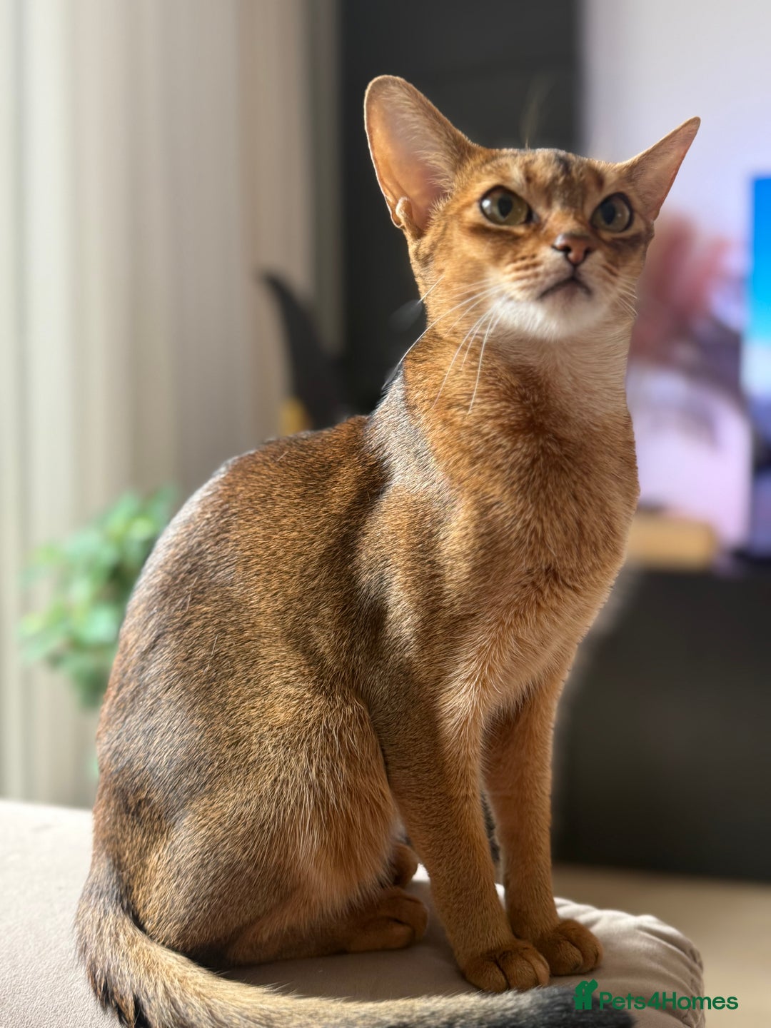 Abyssinian cats for sale: Abyssinian Kitten Boy Tica Show Quality  - Advert 1
