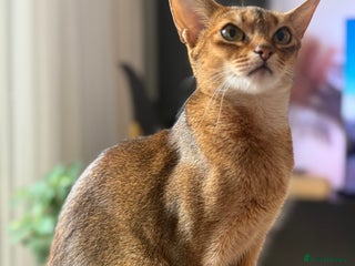 Abyssinian cats Abyssinian Kitten Boy Tica Show Quality - Advert 15