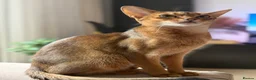 Abyssinian cats for sale: Abyssinian Kitten Boy and girl Tica Show Quality  - Advert 2