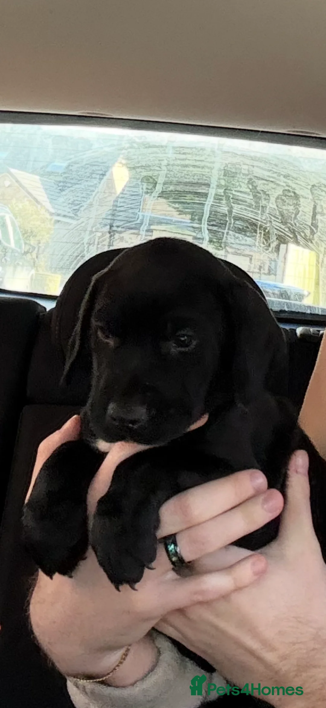 Mixed Breed dogs for sale: Doberman x cocker spaniel puppy in Darlington - Advert 3