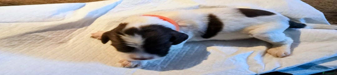 English Springer Spaniel Puppy. Orange collar. 