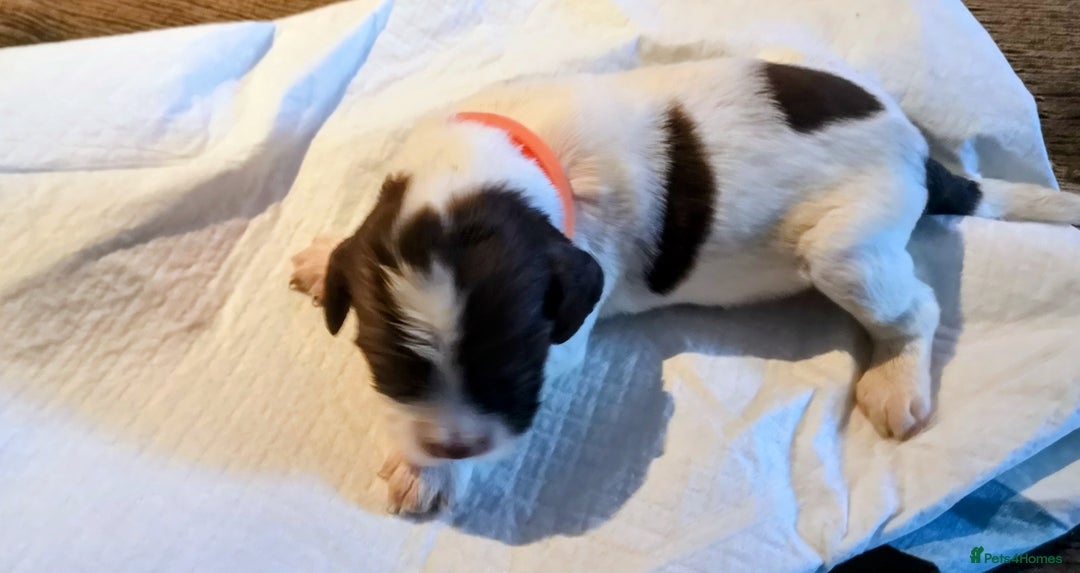 English Springer Spaniel dogs for sale: Beautiful springer Spainel pups. Ready 01/11/25 - Image 14