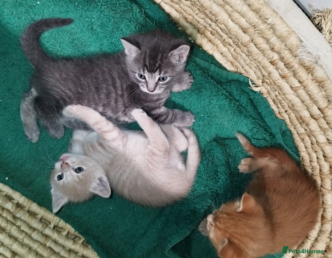 Mixed Breed cats for sale: Amazing, very beautiful kittens 3 boys, 1 girl - Advert 27