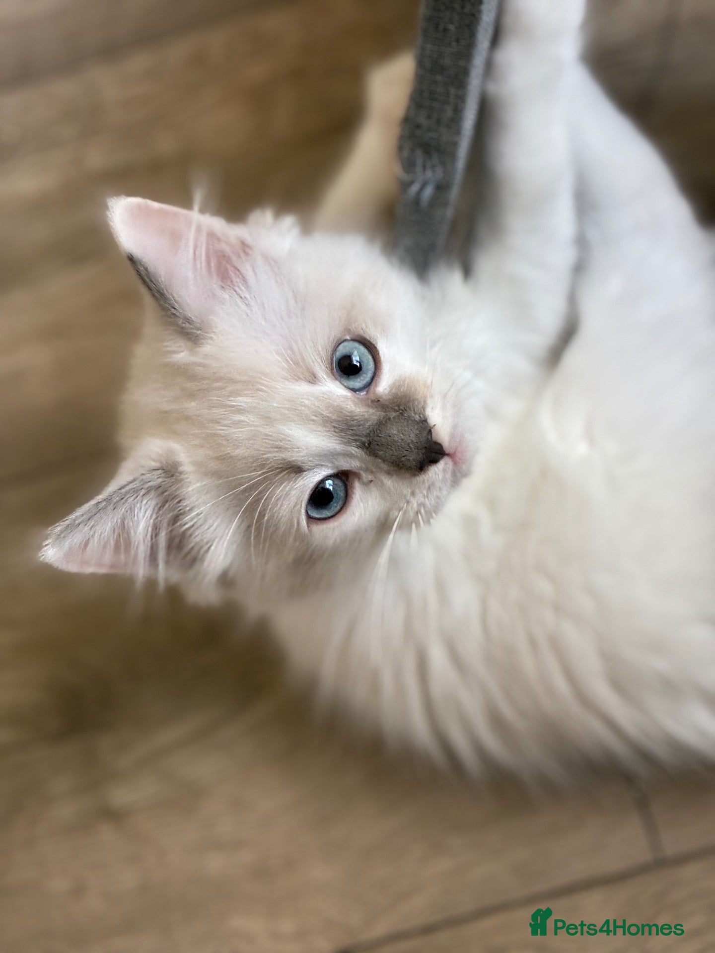 Ragdoll cats GCCF REGISTERED DNA TESTED PARENTS - Advert 14