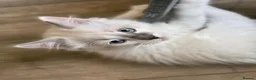 Ragdoll cats for sale: GCCF REGISTERED DNA TESTED PARENTS - Advert 23