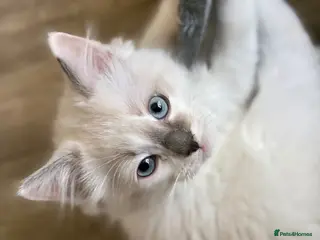 Ragdoll cats GCCF REGISTERED DNA TESTED PARENTS - Advert 14
