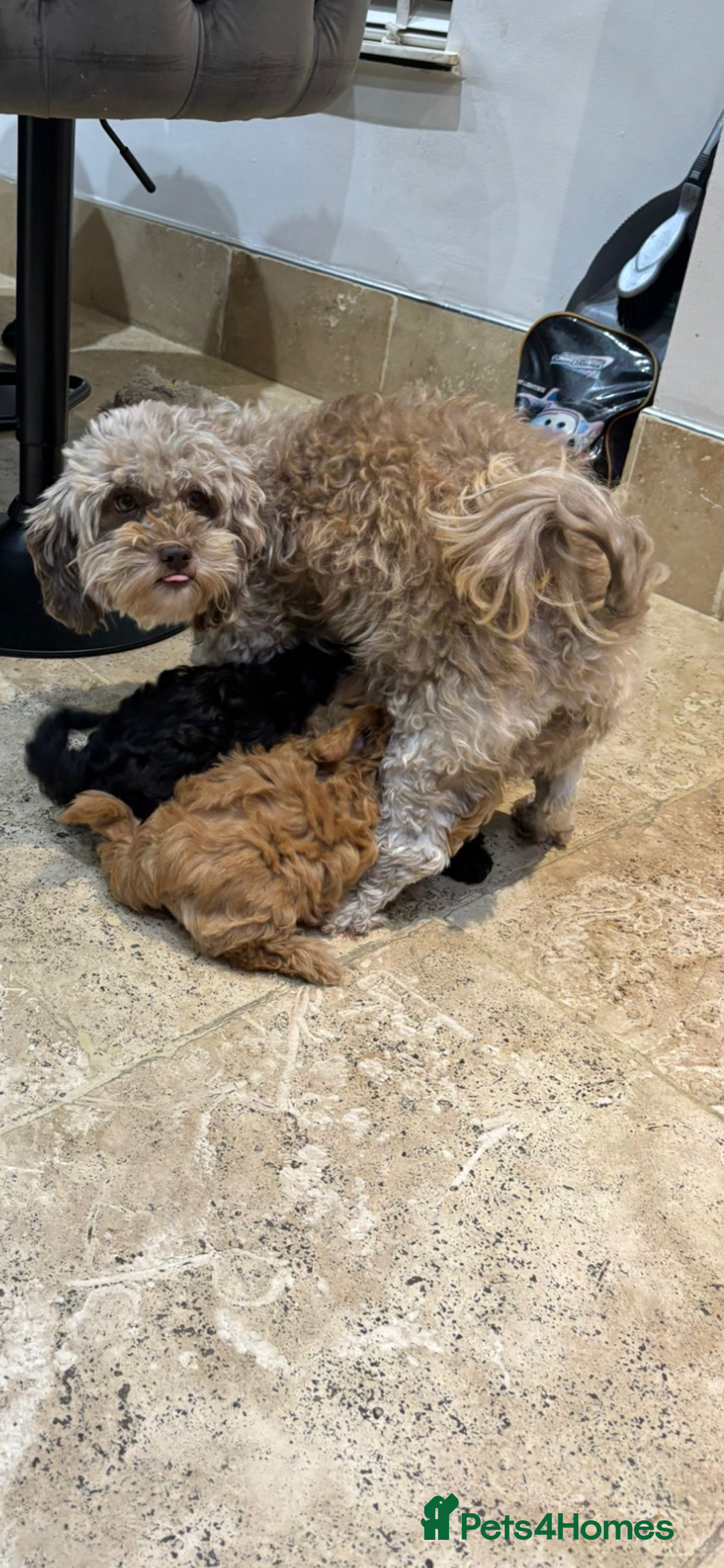 Maltipoo dogs for sale: Stunning maltipoo pups  - Advert 9