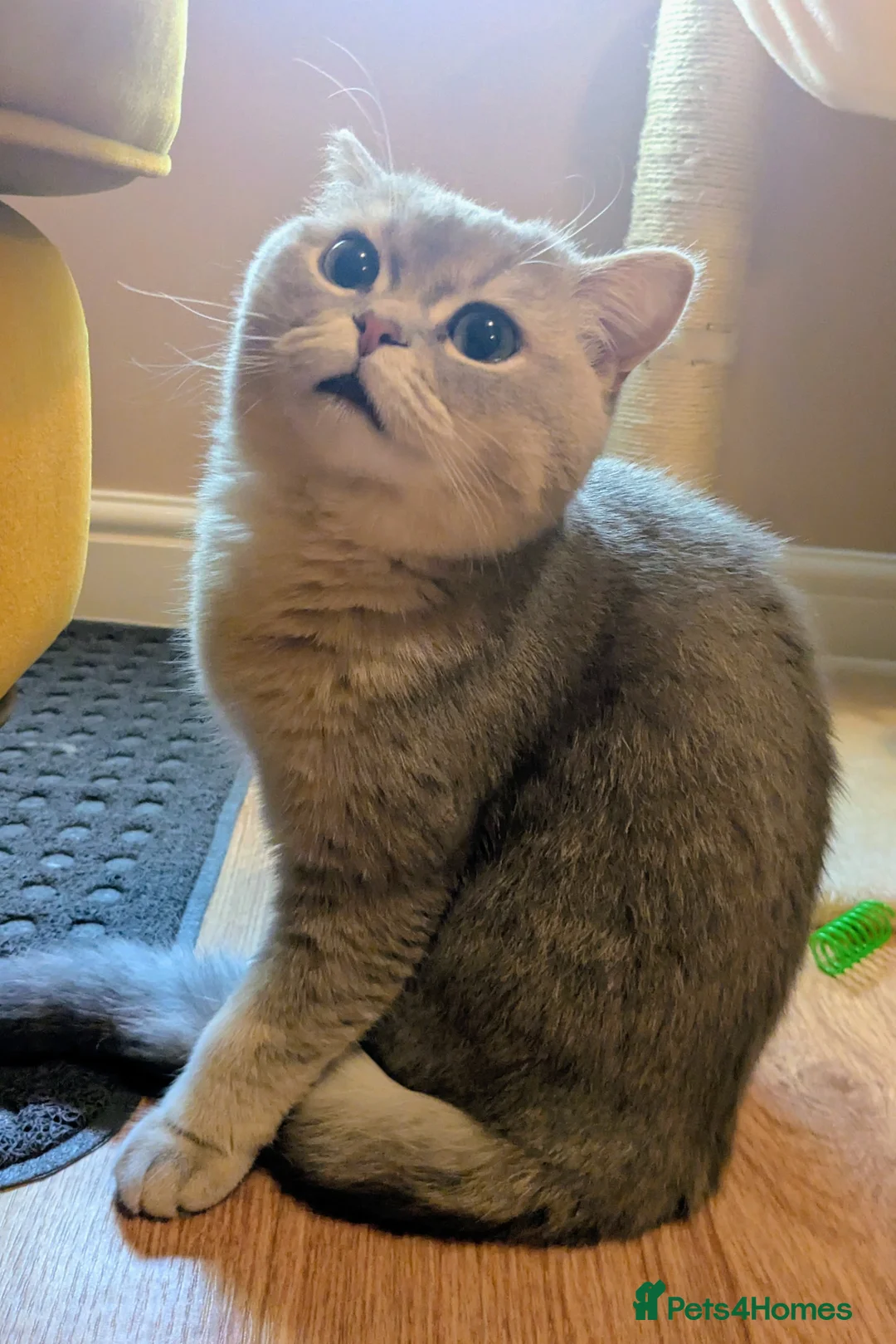 British Shorthair cats for sale: GCCF Reg British Shorthair neutered 8 month old in London - Advert 5