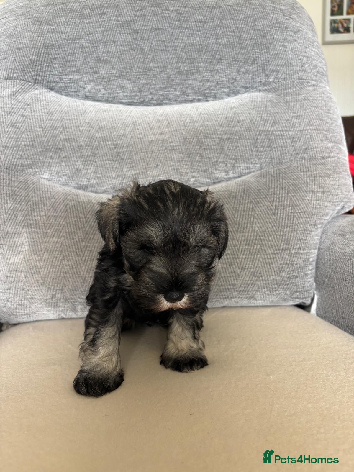 Miniature Schnauzer dogs for sale: Beautiful Miniature Schnauzers  - Advert 3