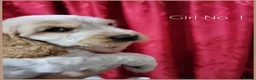 Cocker Spaniel dogs for sale: KC Sired Show Cocker Spaniels puppies| Champ Lines - Advert 2
