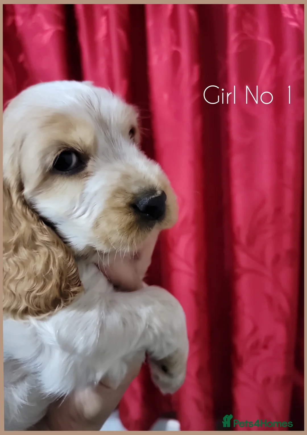 Cocker Spaniel dogs for sale: KC Sired Show Cocker Spaniels puppies| Champ Lines - Advert 2