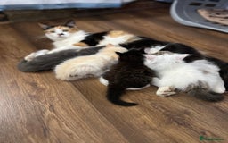 Mixed Breed cats for sale: Beautiful fluffy kittens  - Image 13