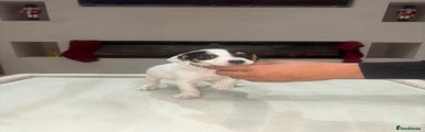 Jack Russell Puppy 3