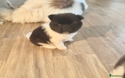 Akita dogs for sale: Quality Family Raised American Akita Puppies - Image 40