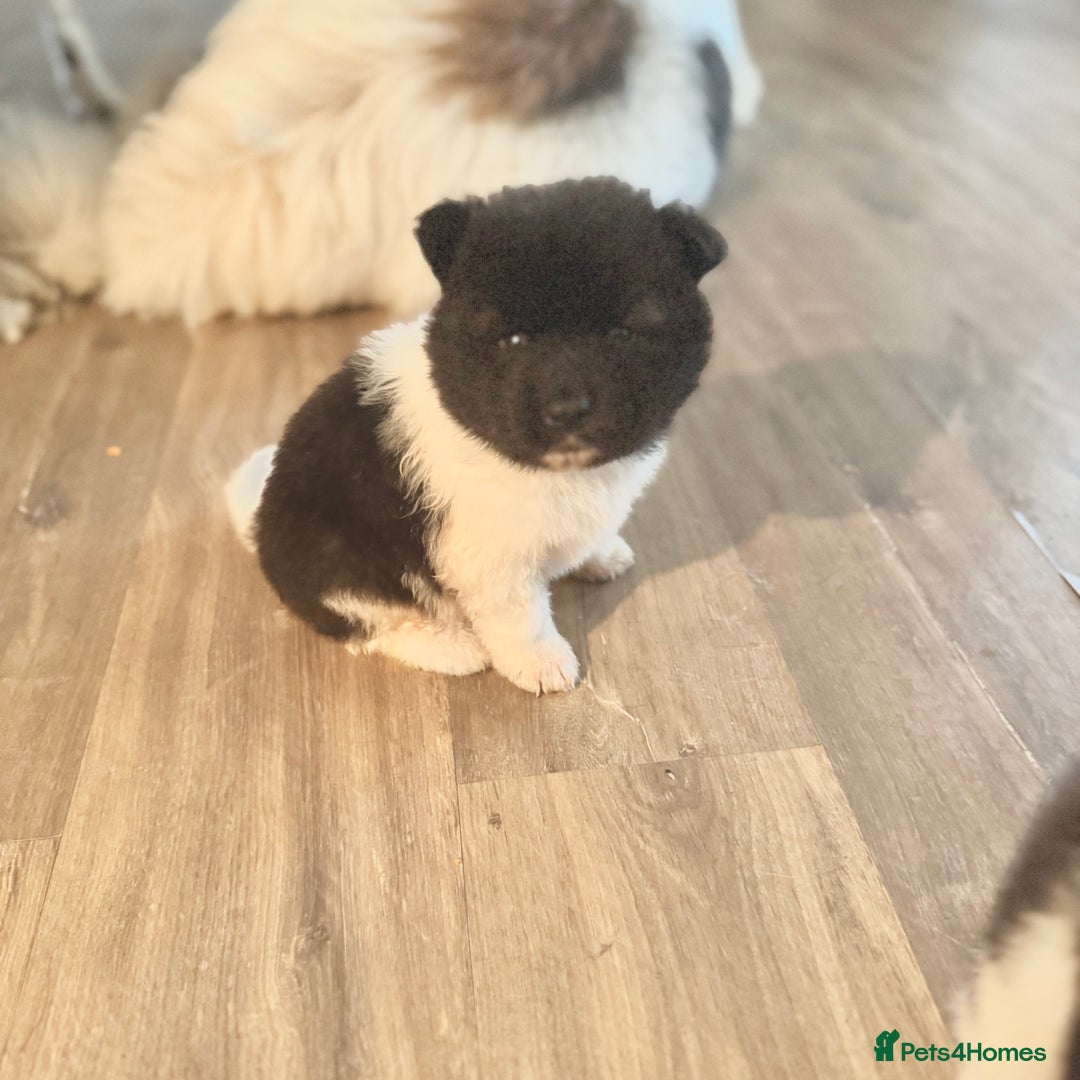 Akita dogs for sale: Quality Family Raised American Akita Puppies - Image 40
