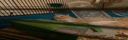 Hamster rodents for sale: Syrian Hamster for Sale in Orpington - Advert 4