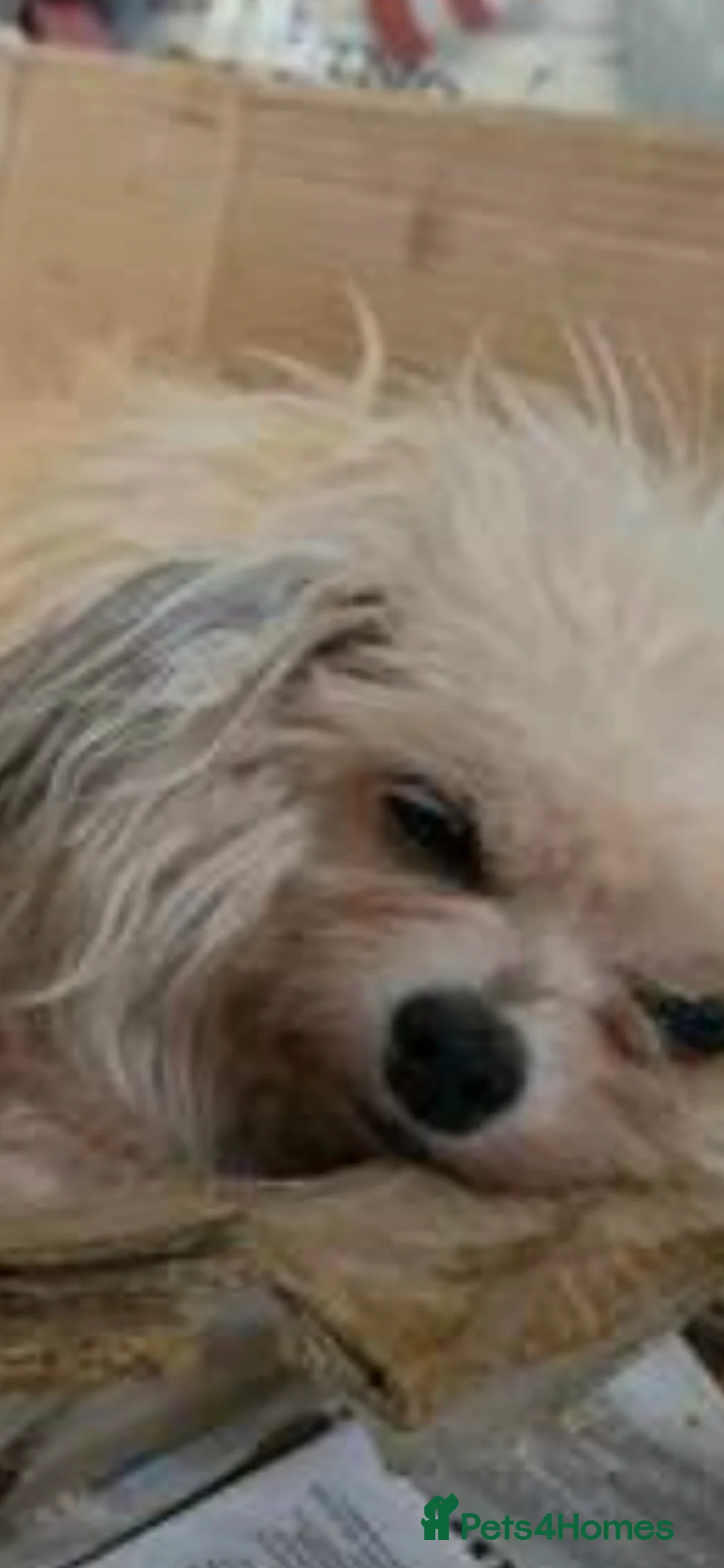 Mixed Breed dogs for sale: Chihuahua x shihzu puppy - Advert 2