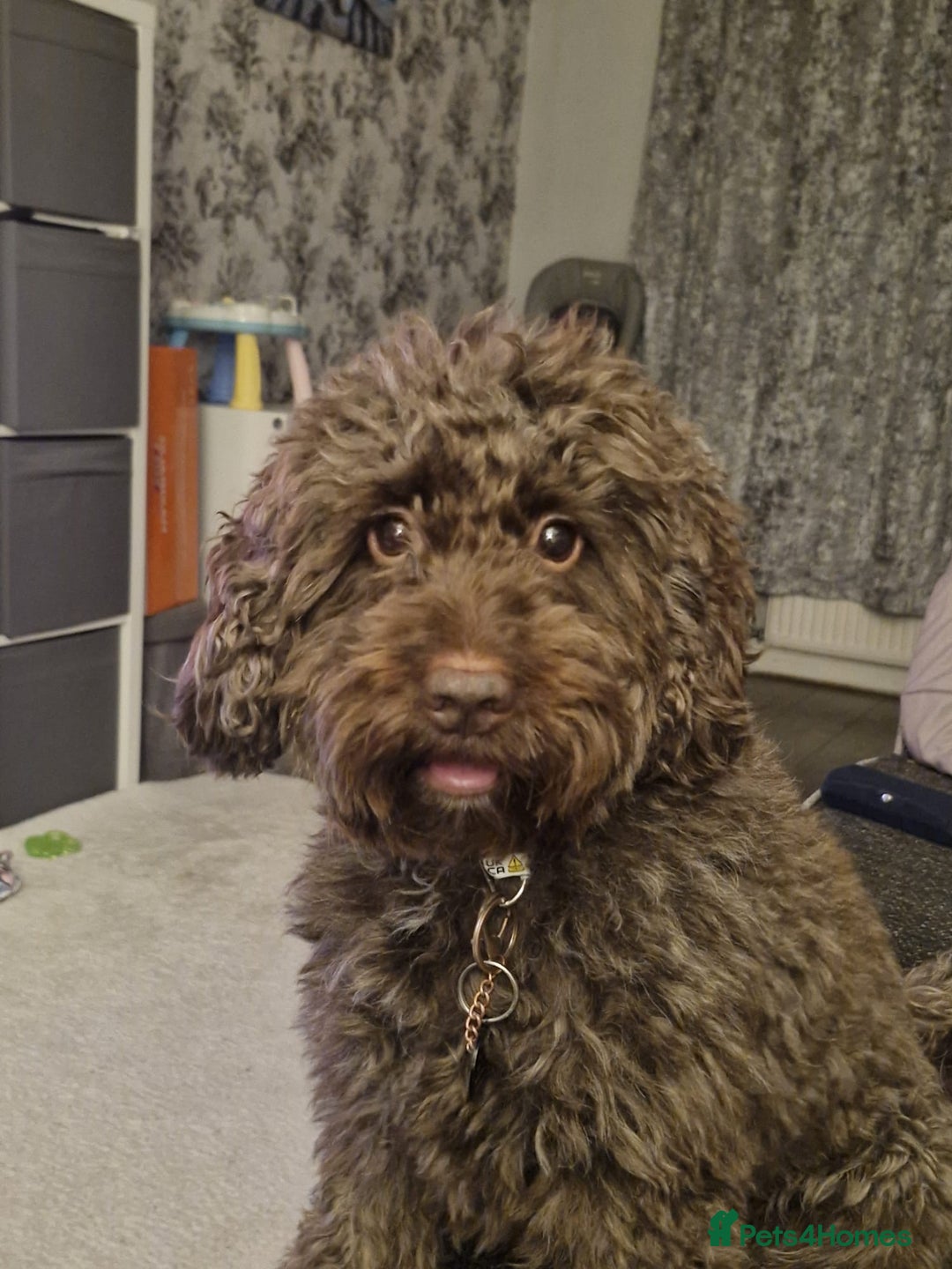 Cockapoo dogs for sale: F2 cockerpoo puppies  - Advert 29