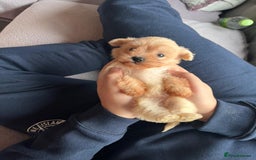 Maltipoo dogs for sale: Tea cup/ pocket puppy Maltipoo girl 🩷 - Image 2