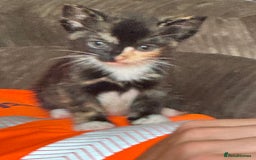 Mixed Breed cats for sale: 3 beautiful playful kittens  - Image 15