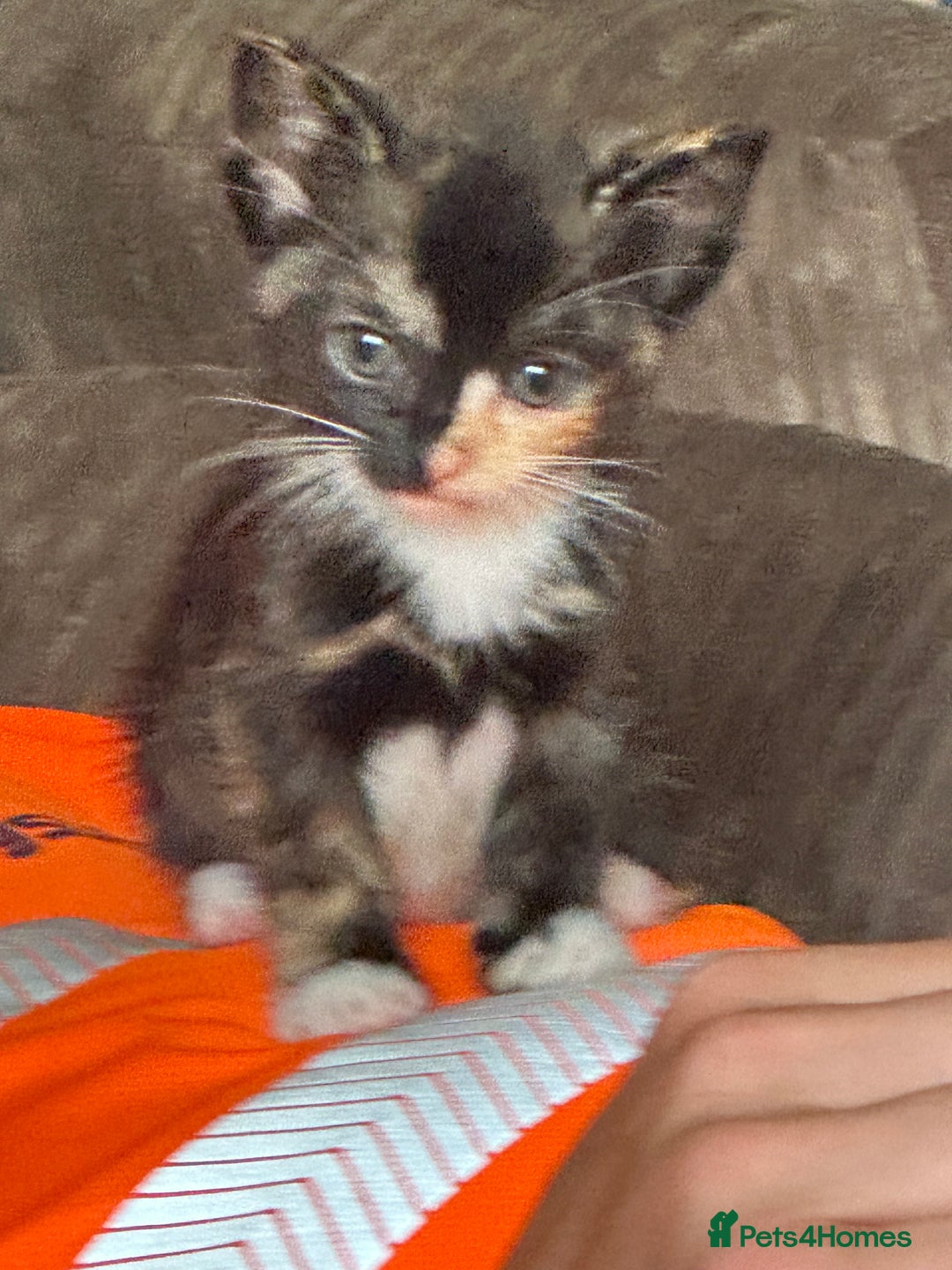 Mixed Breed cats for sale: 3 beautiful playful kittens  - Image 15