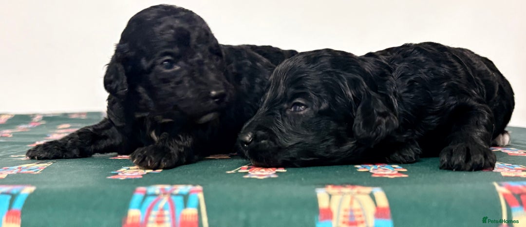 Cavapoochon dogs for sale: Rare Cavapoochons Home Raised PRA clear - Advert 28