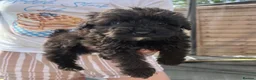 Cockapoo dogs for sale: F1b merle cockapoo  in Bicester - Advert 21
